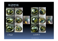 [식품공학] 마늘의 열풍건조 -열풍건조를 통한 마늘의 수분함량 변화와 색차 변화 비교-11