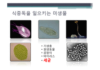 [식품위생학] 세균성 식중독의 이해-6
