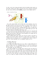 [마케팅] 인삼을 이용한 식품 개발 및 마케팅 전략-7