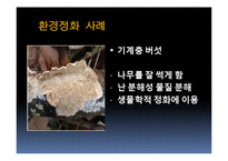 [생물학] 균류를 이용한 환경정화 사례-4