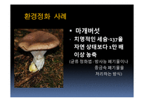 [생물학] 균류를 이용한 환경정화 사례-6