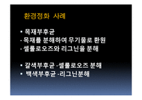 [생물학] 균류를 이용한 환경정화 사례-7