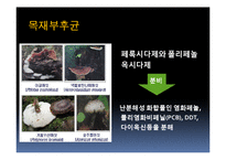 [생물학] 균류를 이용한 환경정화 사례-8