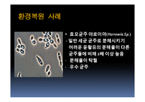 [생물학] 균류를 이용한 환경정화 사례-12