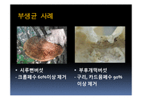 [생물학] 균류를 이용한 환경정화 사례-16