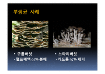 [생물학] 균류를 이용한 환경정화 사례-17