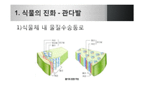 [생명과학] 식물의 진화-9