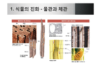 [생명과학] 식물의 진화-10