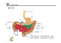 [장애인복지론] 장루 요루 장애-16