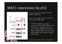 논문연구-P53의 암 억제 관련 논문-18