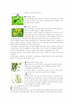 [견학]허브의 종류와 이용-상수 허브랜드를 다녀와서-8