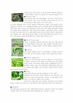 [견학]허브의 종류와 이용-상수 허브랜드를 다녀와서-13