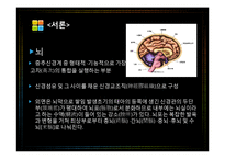 [생명과학] 뇌와 뇌질환-3