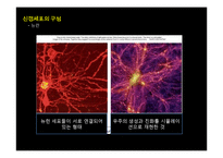 [생명공학] 신경계의 신비-4