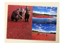 National Cranberry Cooperative(NCC) 사례분석-2