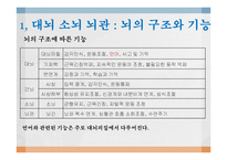 [언어심리학] 뇌와 언어-2