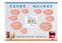 [언어심리학] 뇌와 언어-6