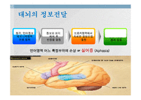 [언어심리학] 뇌와 언어-12