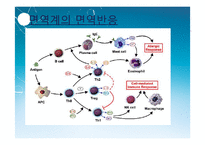 [면역] 대장암 치료를 위한 Anti-EGFR, Anti-VEGF antibody-10