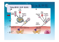 [면역] 대장암 치료를 위한 Anti-EGFR, Anti-VEGF antibody-18