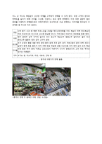 총각네야채가게 마케팅전략분석및 new 마케팅전략제안보고서-8