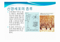 뇌, 신경계 및 관련 질병-3