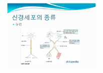 뇌, 신경계 및 관련 질병-4