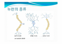 뇌, 신경계 및 관련 질병-5