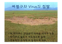 [식물학] 병충해 저항성 벼 개발-6
