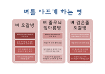 [식물학] 병충해 저항성 벼 개발-7