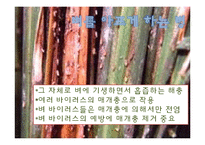 [식물학] 병충해 저항성 벼 개발-8