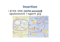 [식물학] 병충해 저항성 벼 개발-16