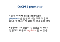 [식물학] 병충해 저항성 벼 개발-17