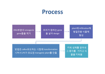 [식물학] 병충해 저항성 벼 개발-19