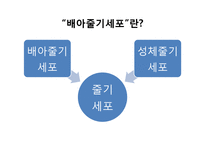 배아줄기세포 연구 현황과 관련법 조사-3