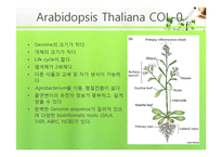 식물의 구조와 기능 실험-Brassinolide 농도에 따른 생장-4