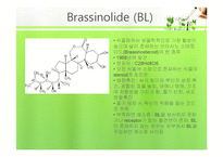 식물의 구조와 기능 실험-Brassinolide 농도에 따른 생장-6