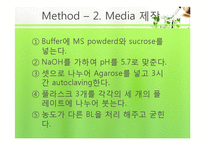 식물의 구조와 기능 실험-Brassinolide 농도에 따른 생장-11