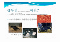 [식품위생학] 광우병의 위해성과 대책-3