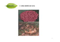 [환경학] 유전자 재조합 생물체 GMO 식품의 문제점-12