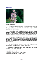 에센셜 오일의 종류(양,음오일)-15