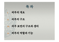 피부의 구조와 기능-2