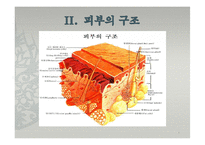 피부의 구조와 기능-4