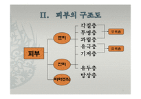 피부의 구조와 기능-5