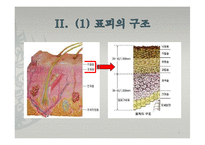 피부의 구조와 기능-6