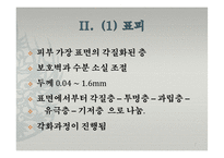 피부의 구조와 기능-7
