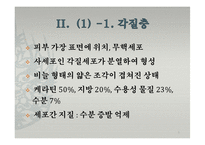 피부의 구조와 기능-8