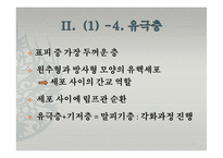 피부의 구조와 기능-11