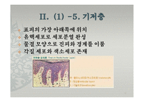 피부의 구조와 기능-12