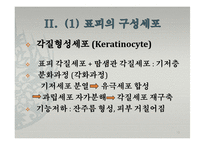 피부의 구조와 기능-13